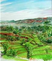 View on the sawahs of Cikananga Java Indonesia. Watercolour 50 x 40 cm.  » Click to zoom ->